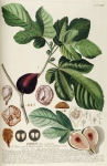 La Figue