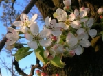 Fleurs de Pyrus Pyraster